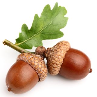 Quả sồi