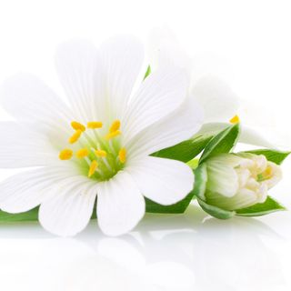Hợp chất hương