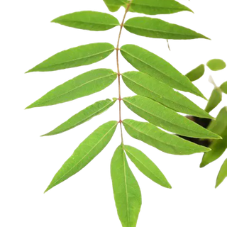 Lá tuyết tùng
