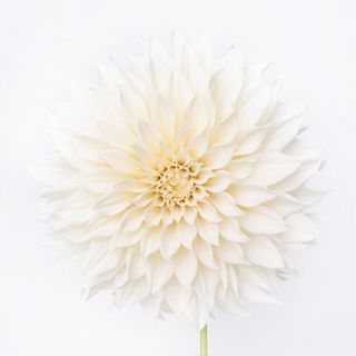 Thược Dược Trắng