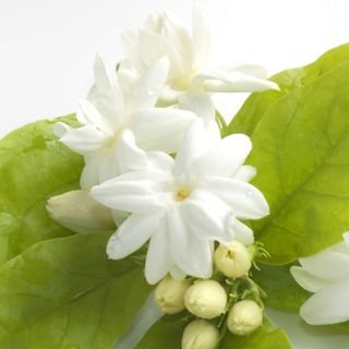Hoa nhài Sambac