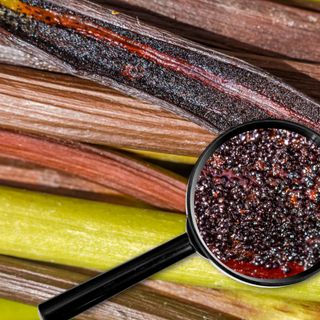 Trứng cá muối vani