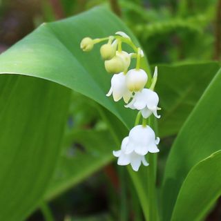 Hương hoa cỏ tươi mát