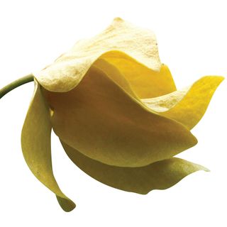 Hương từ Thái Lan