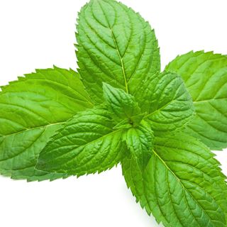 Bạc hà