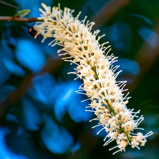 Hoa Macadamia
