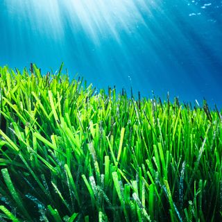 Tảo biển Posidonia