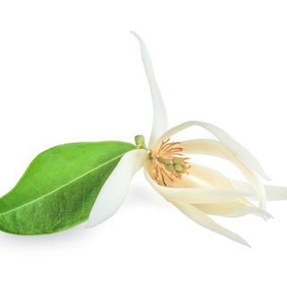 Champaca trắng