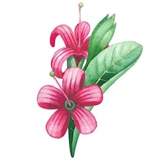Hoa Hạt Điều