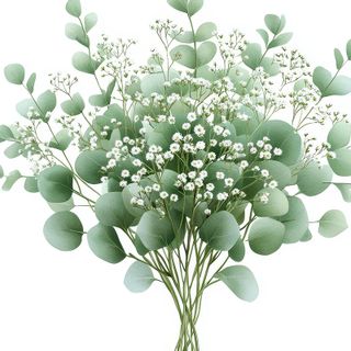 Baby’s Breath