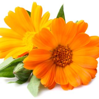 Cúc Vạn Thọ