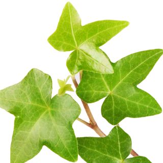 Cây thường xuân