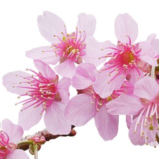 Hoa Anh Đào Chua
