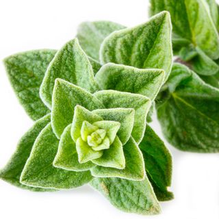 Kinh Giới Ngọt