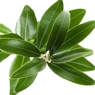 Lá Ô liu