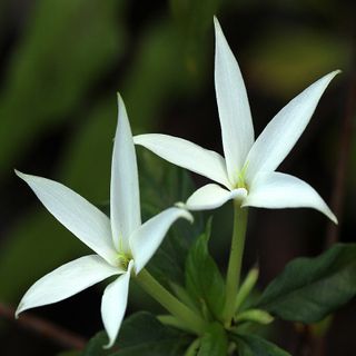 Hoa Karo