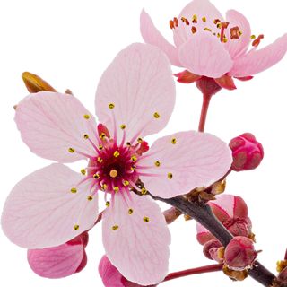 Hoa anh đào