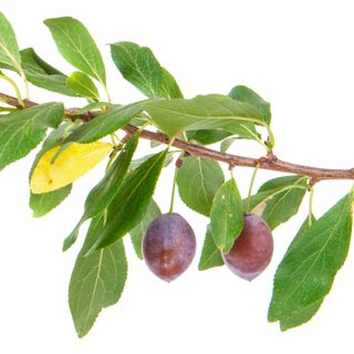 Gỗ cây mận