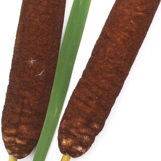 Cây Bồ Hoàng