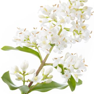 Cây thủy lạp