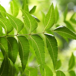 Cây sầu đâu