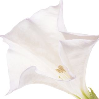 Hoa Cà Độc Dược