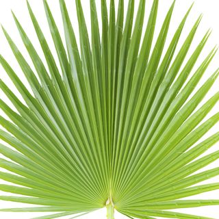 Cây cọ