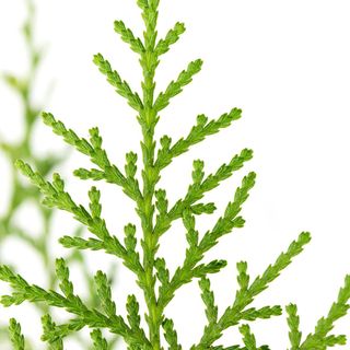 Cây Trắc Bách Diệp