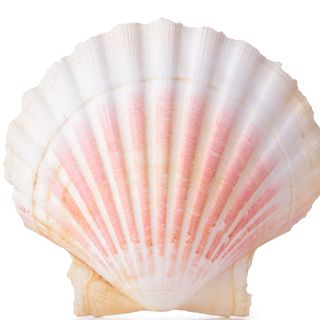 Vỏ sò