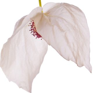 Cây bồ câu