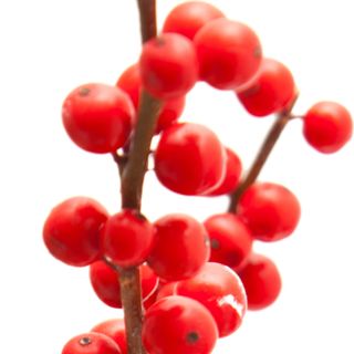 Cây winterberry