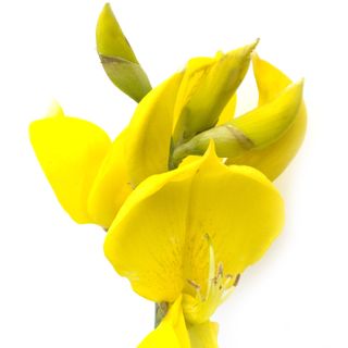 Hoa đậu chổi