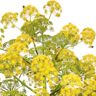 Nhựa Galbanum
