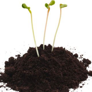 Than bùn