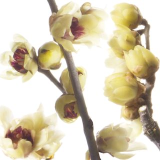 Hương lạp mai