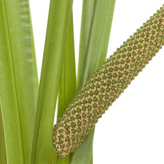 Cây thủy xương bồ Cây thủy xương bồ