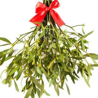 Cây tầm gửi