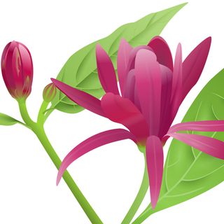 Cây dâu bụi