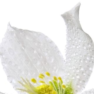 Hương Indole
