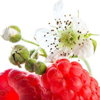 Phúc bồn tử Phúc bồn tử