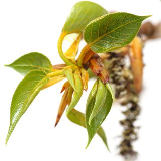 Chồi nụ cây dương