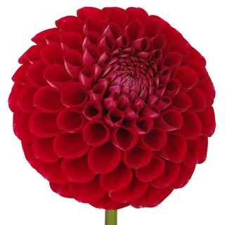 Hoa thược dược