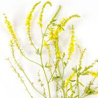 Cỏ Ba Lá Ngọt