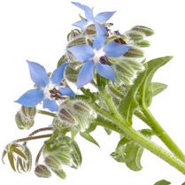 Hoa Lưu Ly Borage