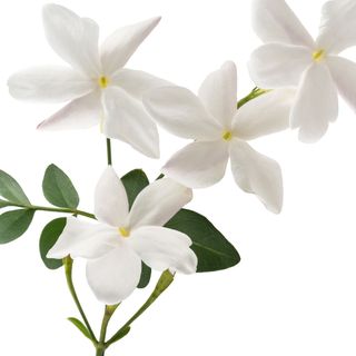 hương hoa nhài