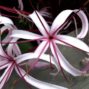 Hoa Loa Kèn Crinum
