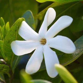 Dầu Monoi