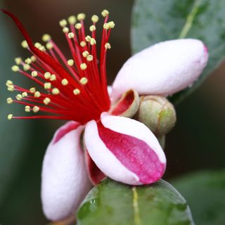 Hoa ổi