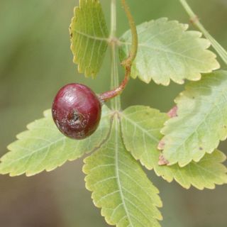 Quả Linaloe
