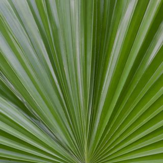 Cây cọ lùn